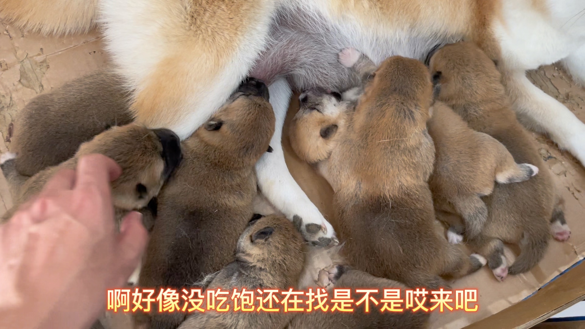 狗妈看着这个黑不溜秋的小狗狗,怀疑这到底是不是自己亲生的!