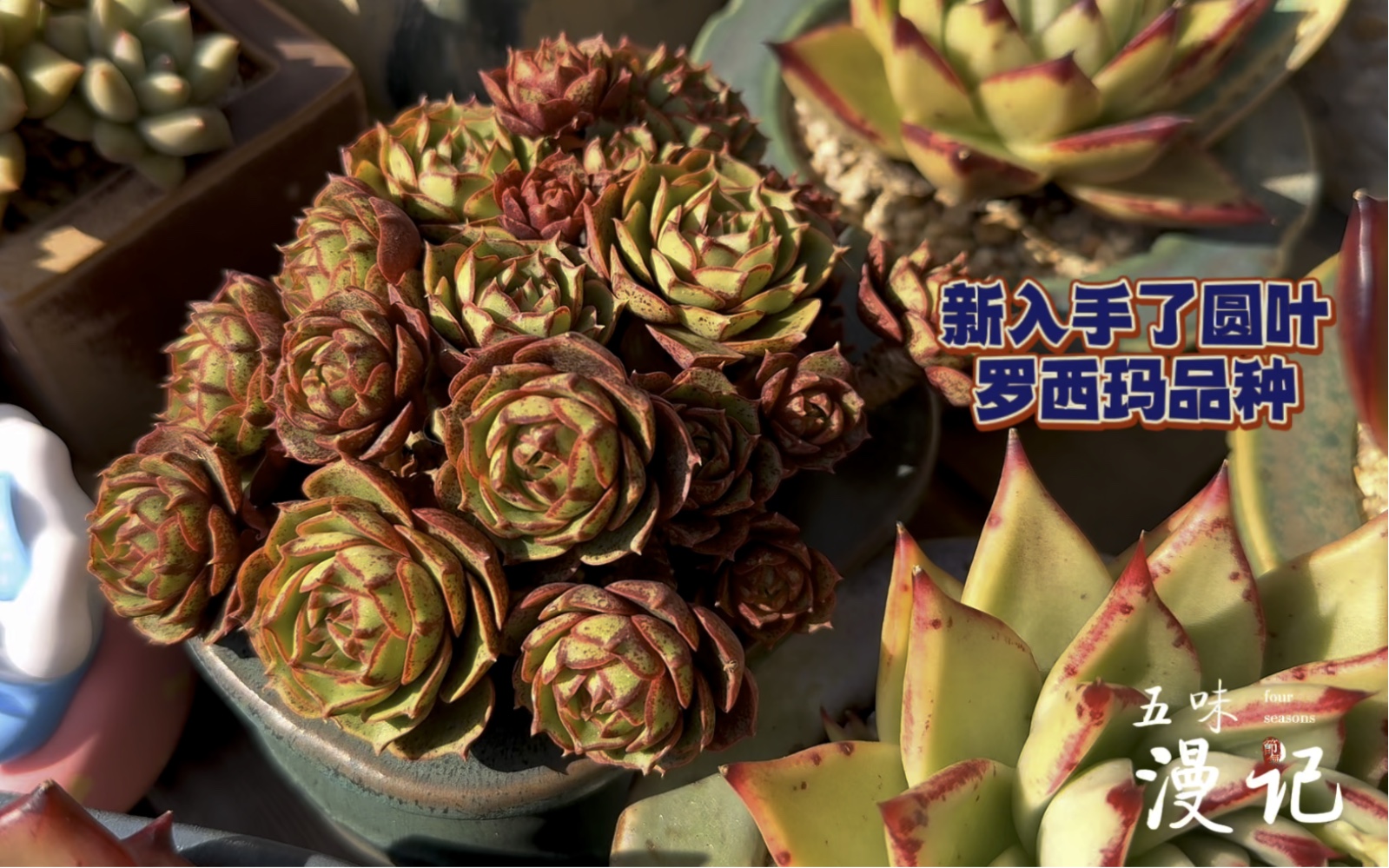 新入手的圆叶罗西玛,仍在服盆中;红老虎很耐看,拉糖果冻色