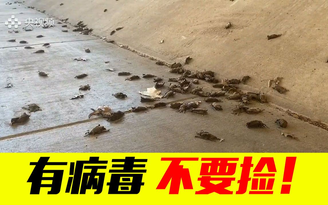 [图]这里现蝙蝠大量死亡 专家提醒：有病毒 不要捡！