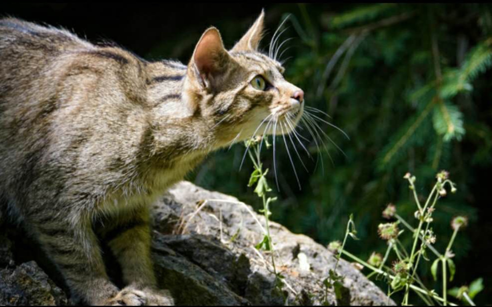 dt34 how wildcats will be reared for release in england and