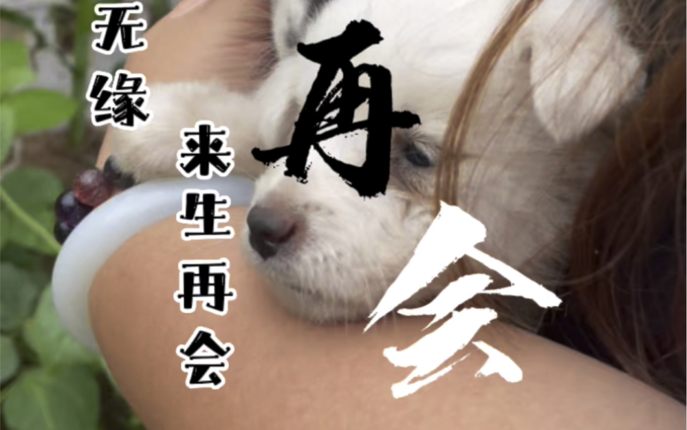 今生无缘来生再聚,愿天堂没有抛弃和疾病