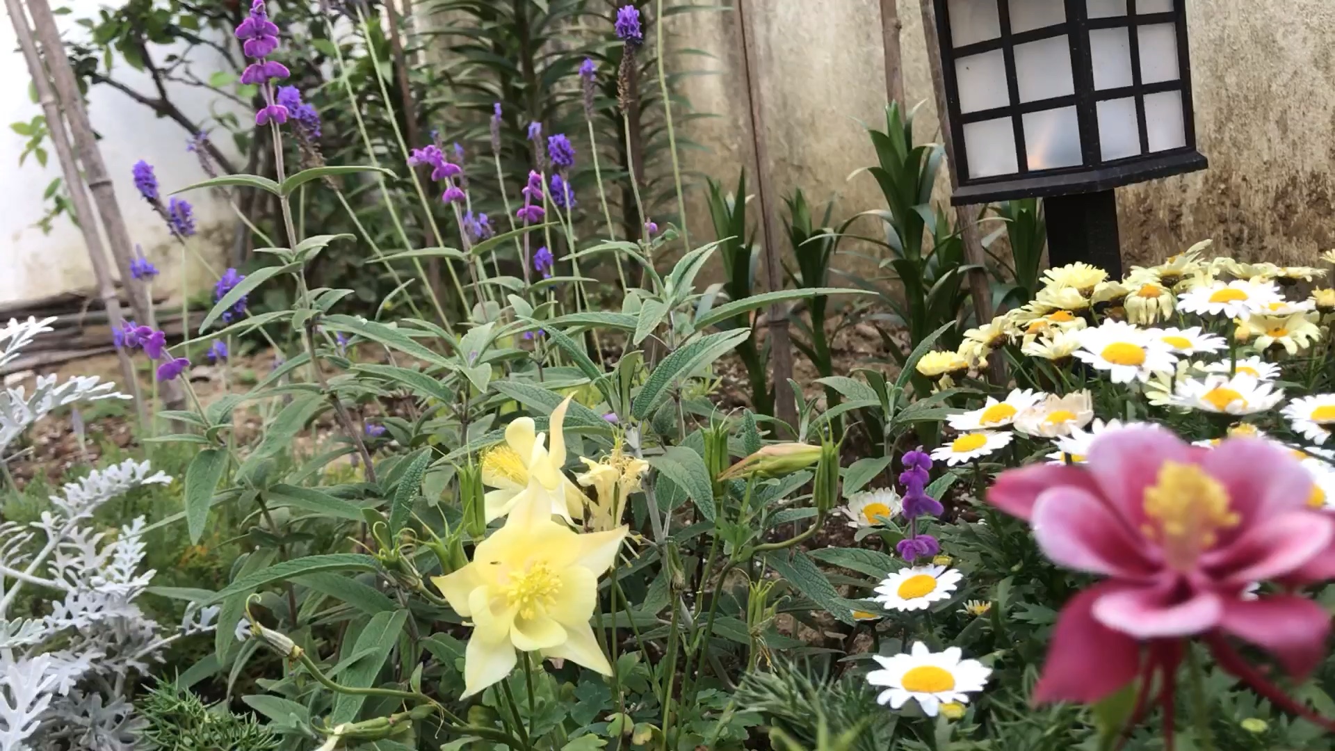 小型地栽草花组合角堇美女樱漏斗菜薰衣草玛格丽特白金菊哔哩哔哩bilibili