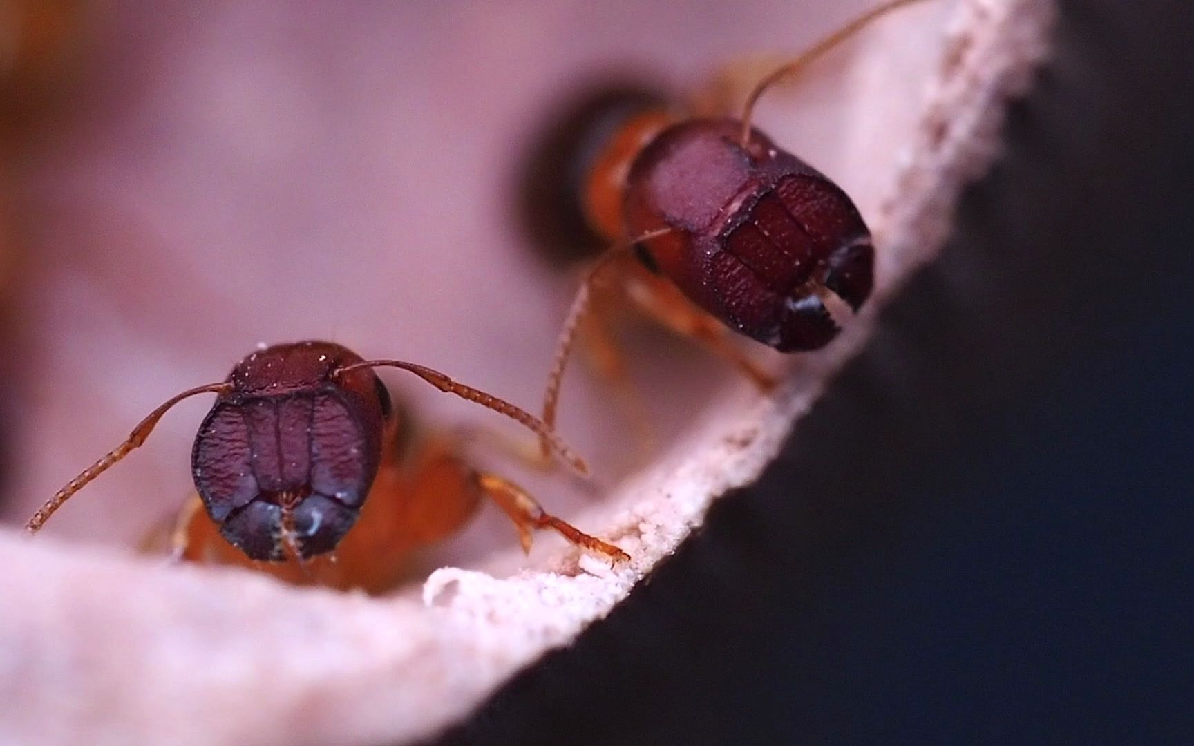 colobopsis sp.未知名平头蚁_哔哩哔哩_bilibili