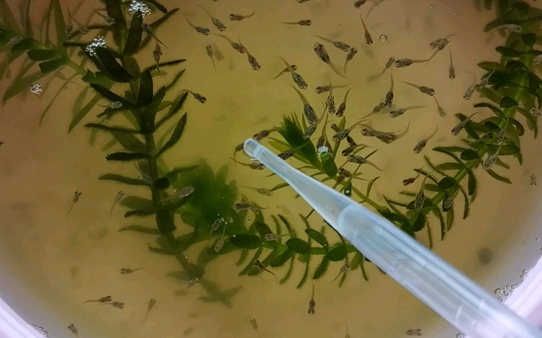 2023年8月17日-斑马鱼苗的新用途