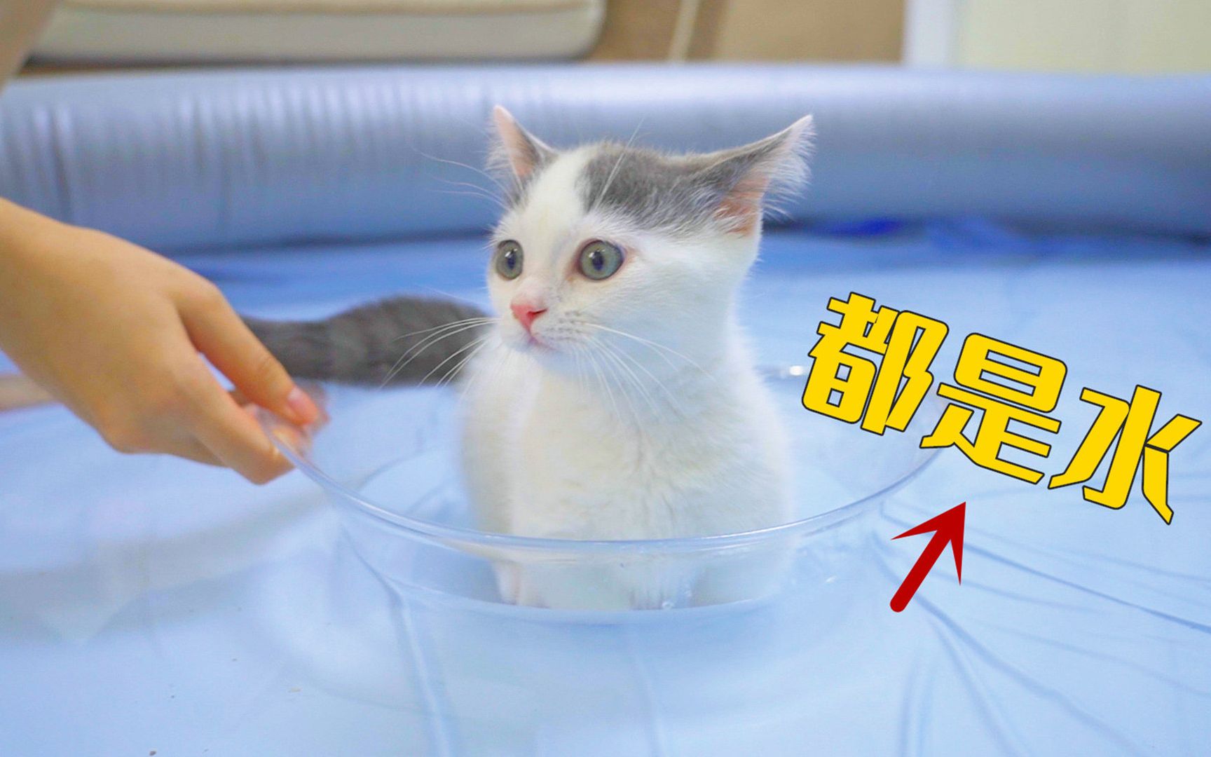 为了让小奶猫不怕洗澡,我把它丢进了水里!-萌猫宝哥哥-萌猫宝哥哥-哔哩哔哩视频
