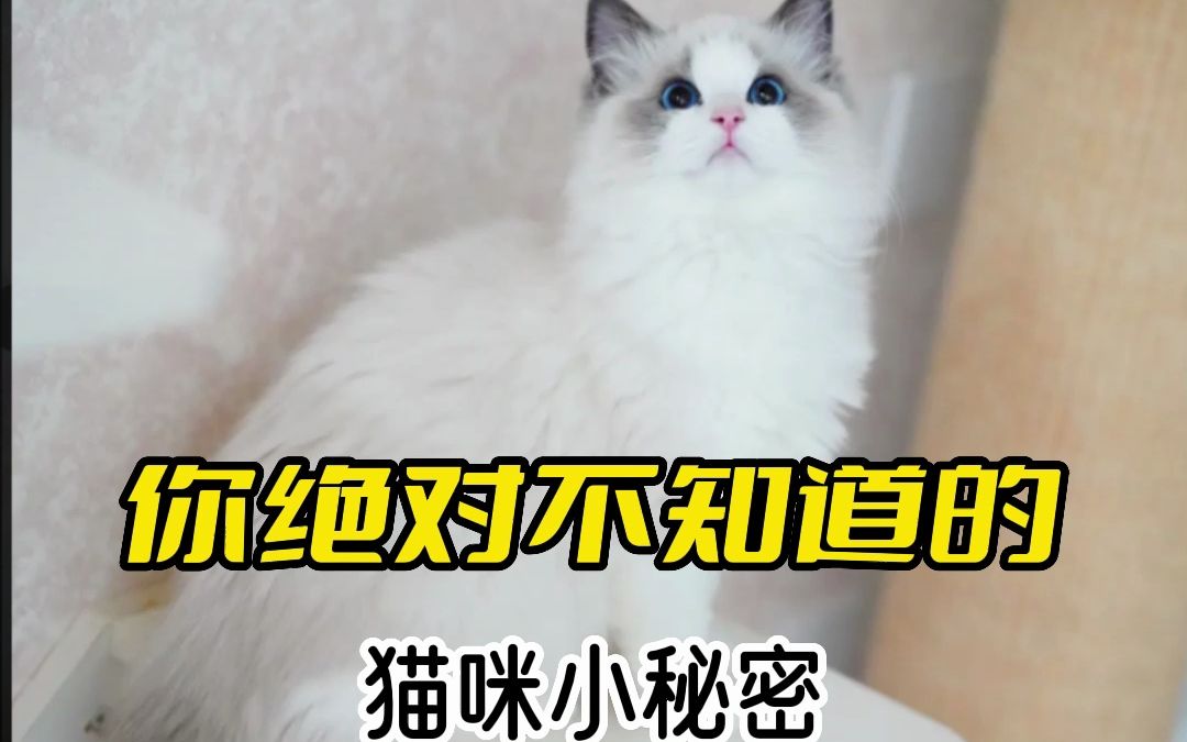 [图]你绝对不知道的猫咪小秘密，快来看看你知道几个