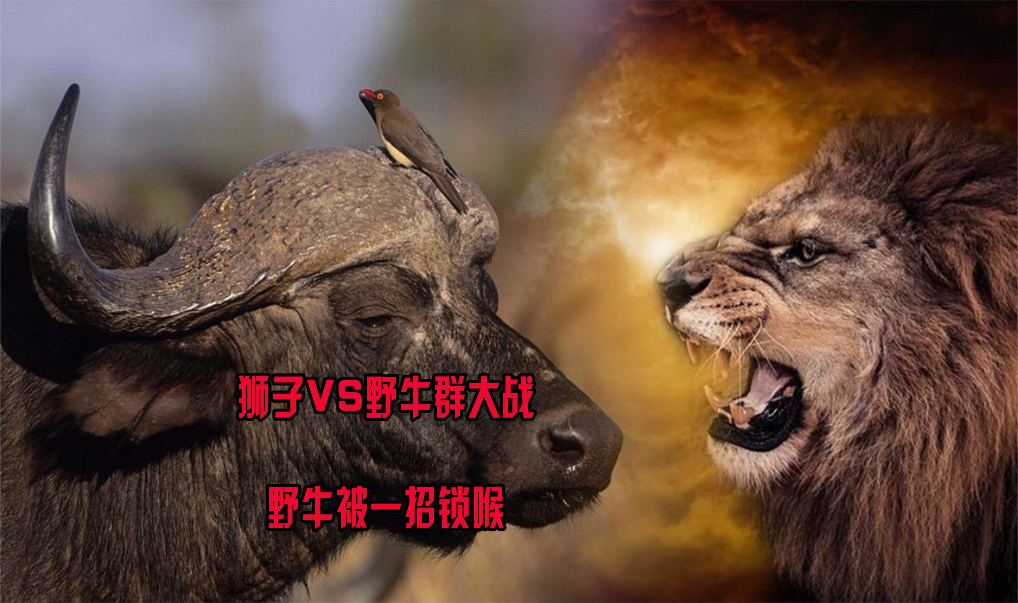 狮子vs野牛群大战!野牛被一招锁喉,但狮子翻车也很傪!