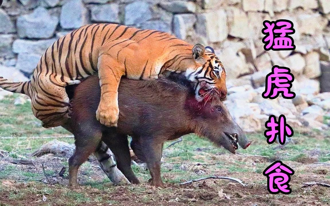 惊险!老虎和野猪的血腥大战,你能看得下去吗?