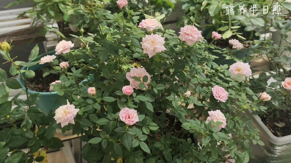 月季《幸福之门》的夏花,它很容易养护成一个球.但缺点是,没有香气.
