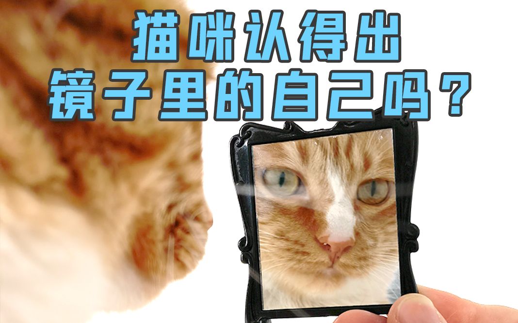 猫咪知道自己是只猫吗?哔哩哔哩bilibili