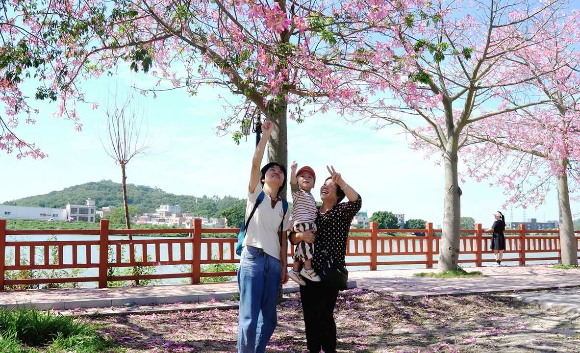 金秋十月,美丽异木棉花开,粉霞漫天 莲华镇北溪州公园哔哩哔哩bilibili