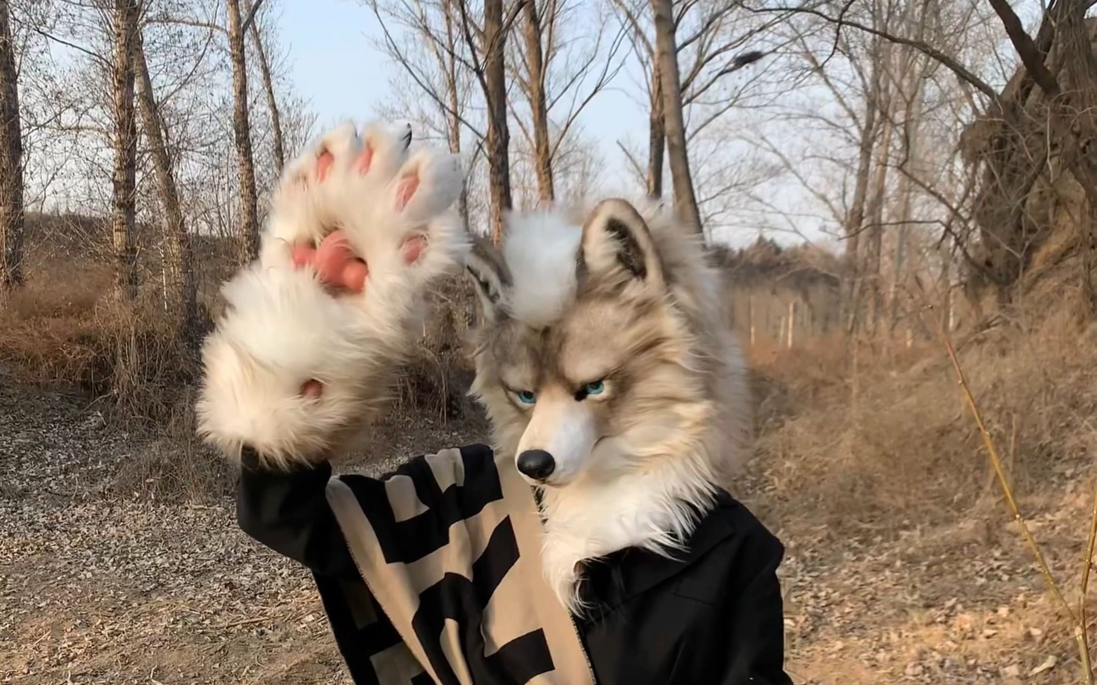 『写实兽装』狼