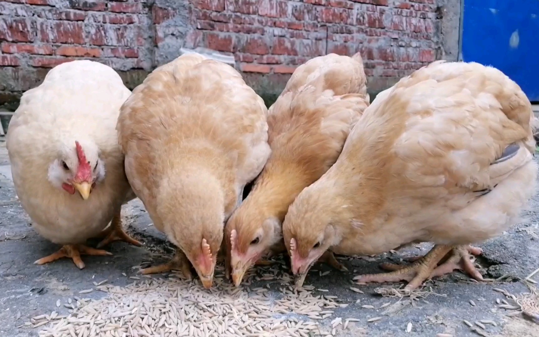 四只小鸡崽一起吃谷子