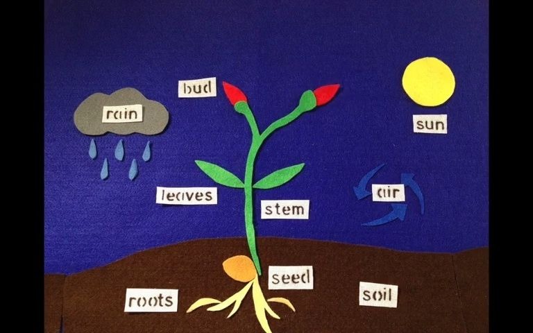 [图]The life cycle of a flowering plant小学课程教案视频素材: 开花植物的生命周期