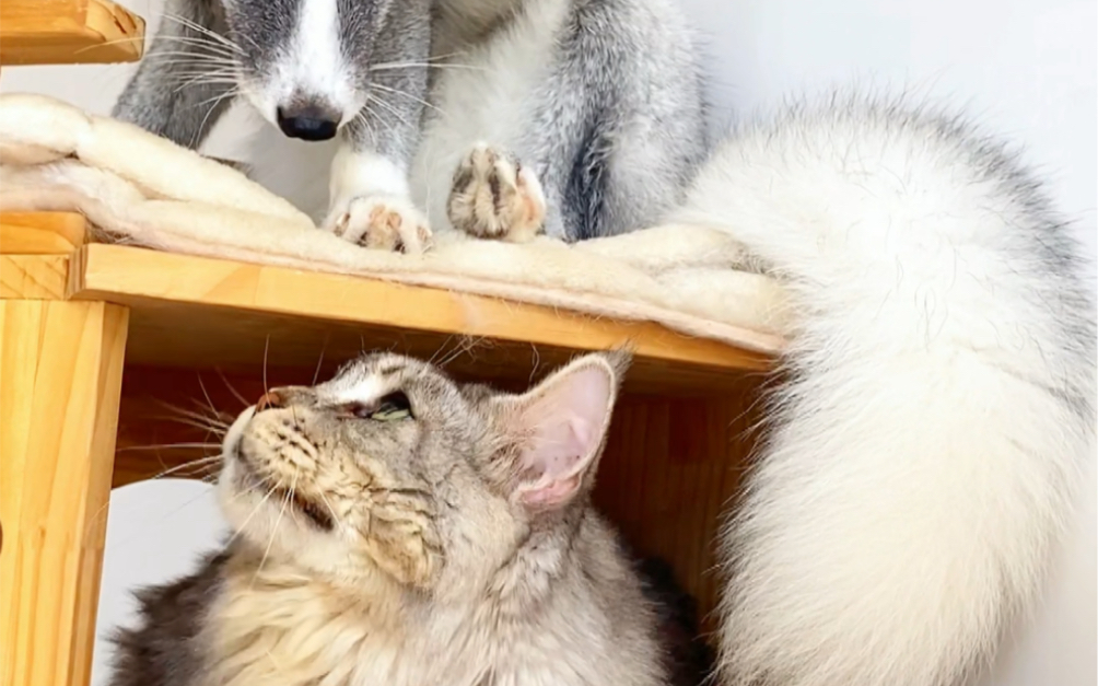 [图]狐狸和猫猫终于贴贴了