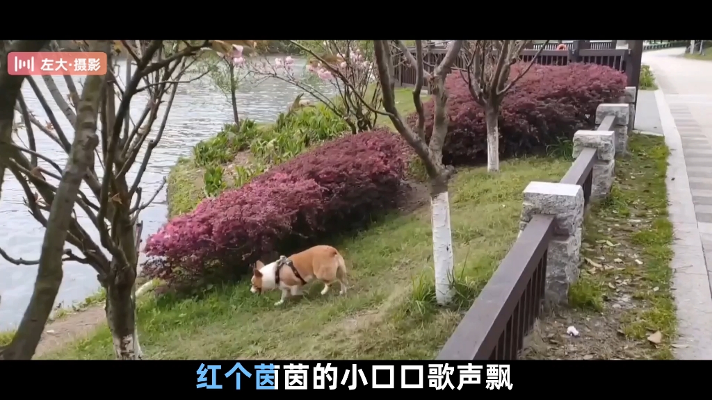 [图]分享一首好听的陕北民歌《黄河里划桨船对船》……风景，散步随拍