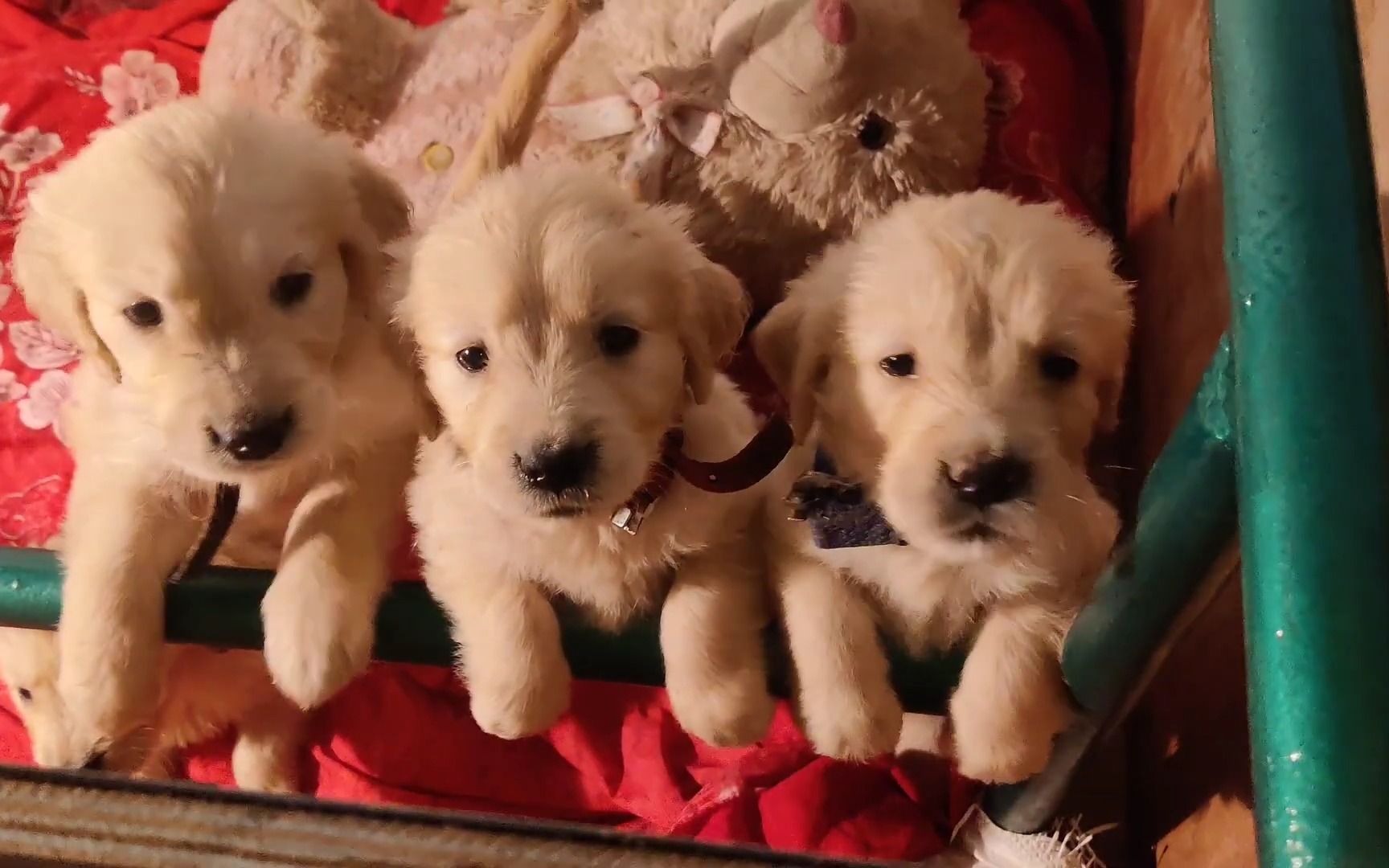 一个月大的小金毛到底有多可爱?