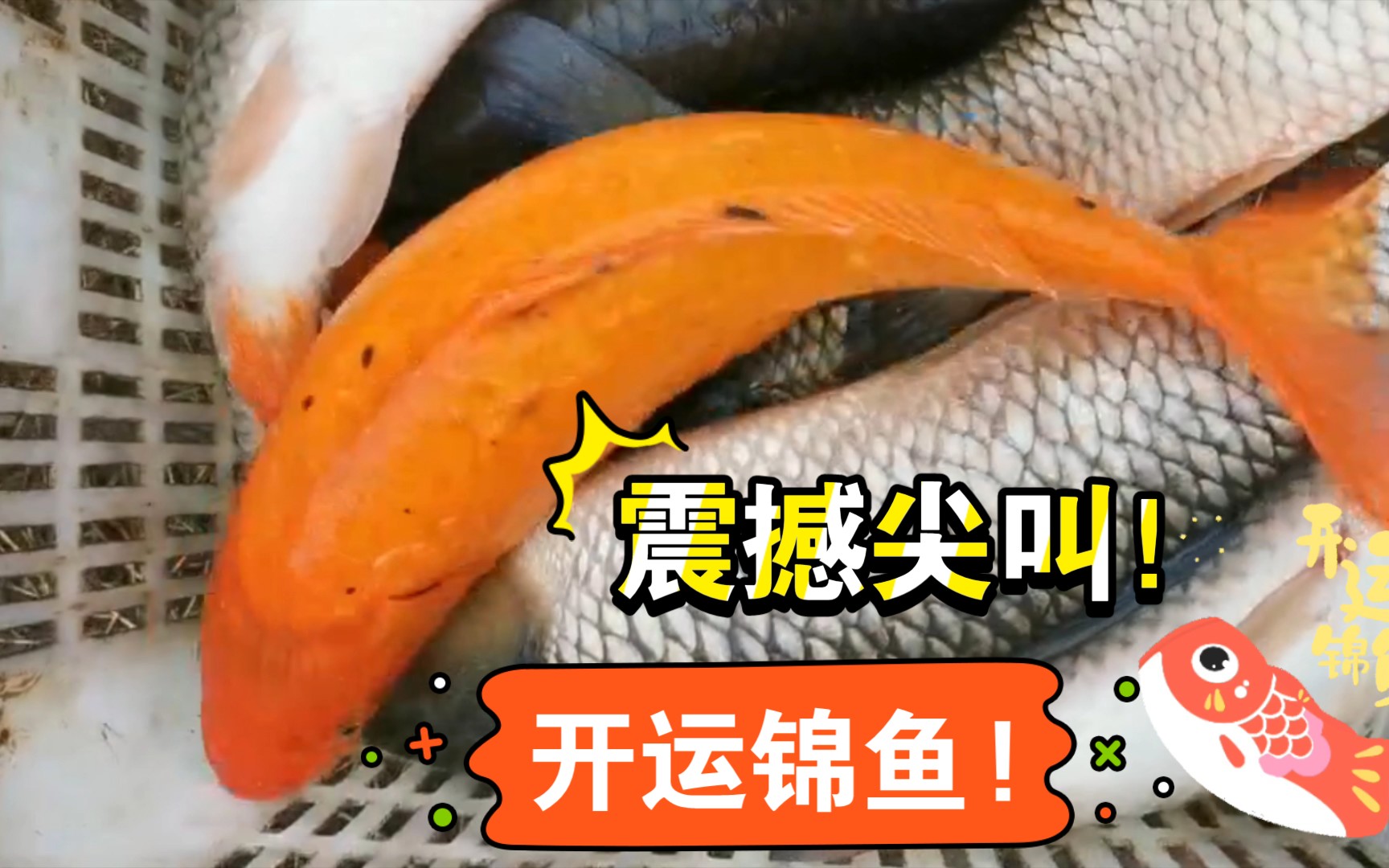 【年年有魚】2021開運紅鯉魚