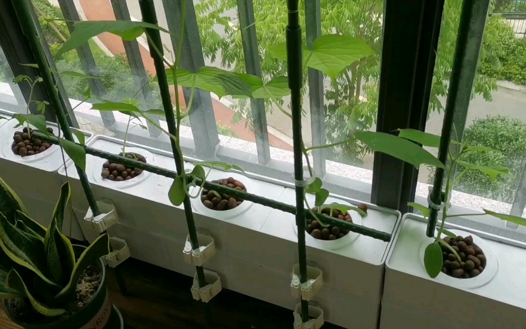 阳台无土栽培第三周:黄瓜继续攀爬,小番茄也超过20公分,太棒了!