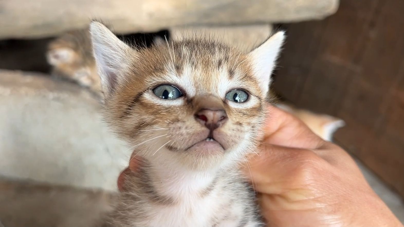 小奶猫:干哈呀