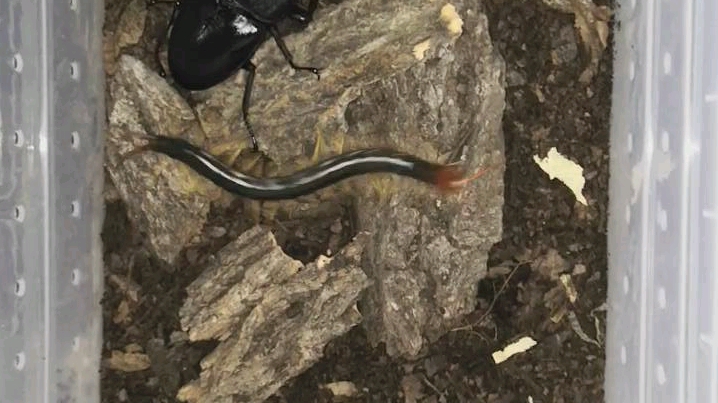 攻击性测试巴拉望巨扁与少棘蜈蚣