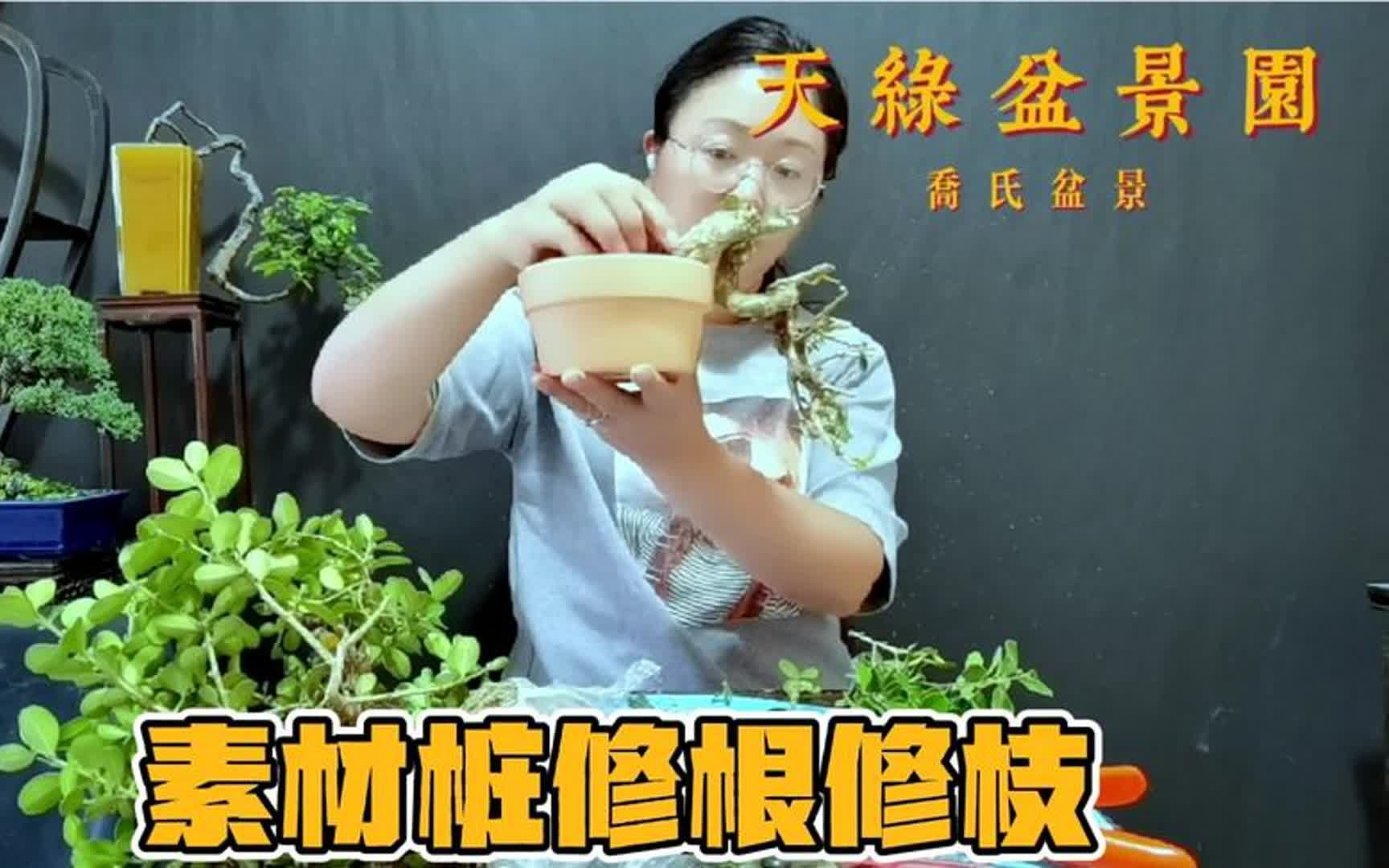 盆景制作第一步给素材桩修根修枝上盆,修剪到位可以节省成型时间哔哩哔哩bilibili