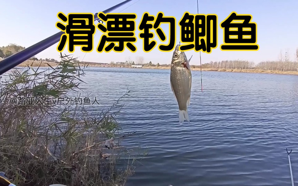 秋冬季节手杆没口?试试滑漂钓鲫鱼_哔哩哔哩_bilibili