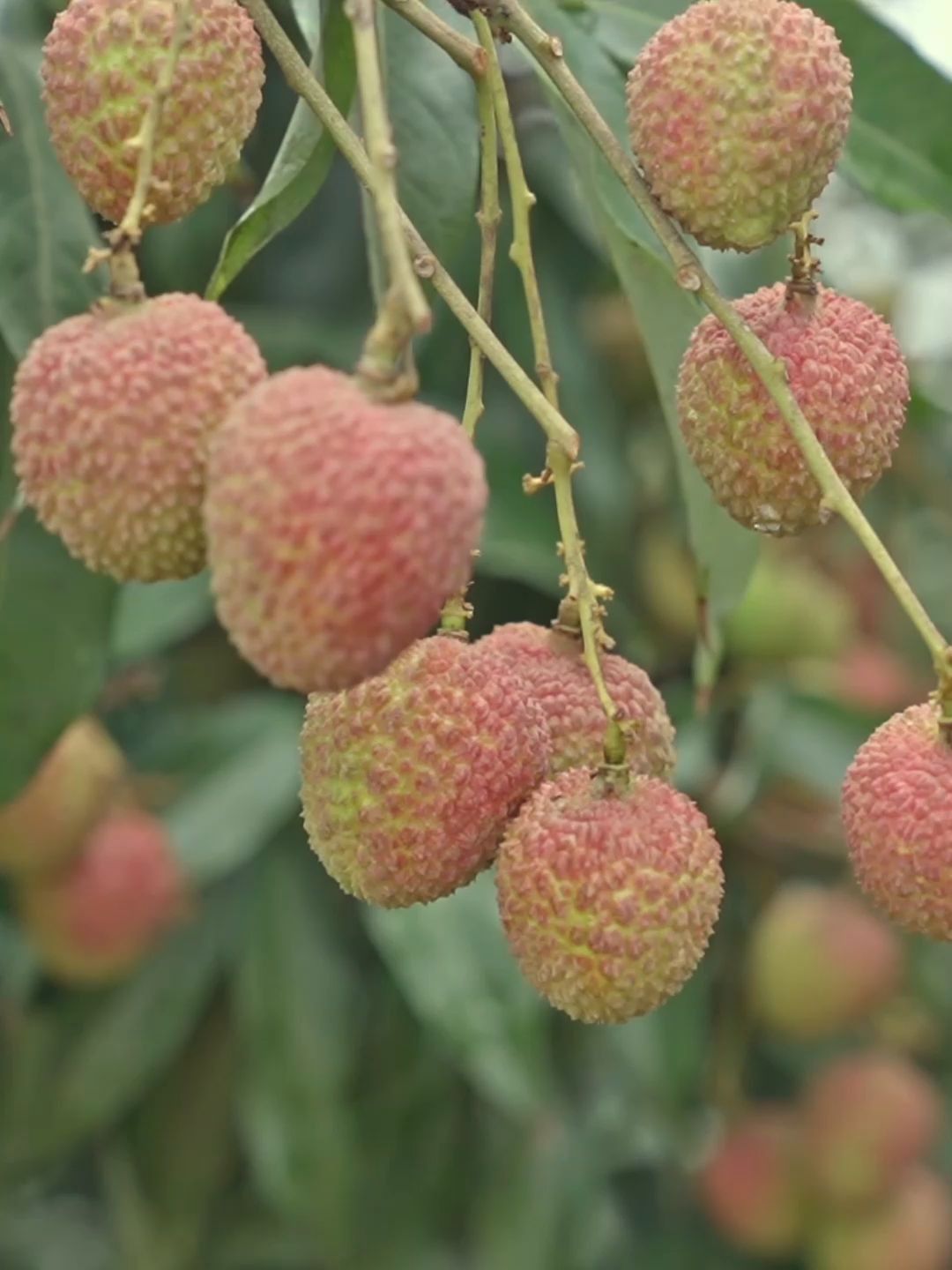 北园绿荔枝最贵每斤388元