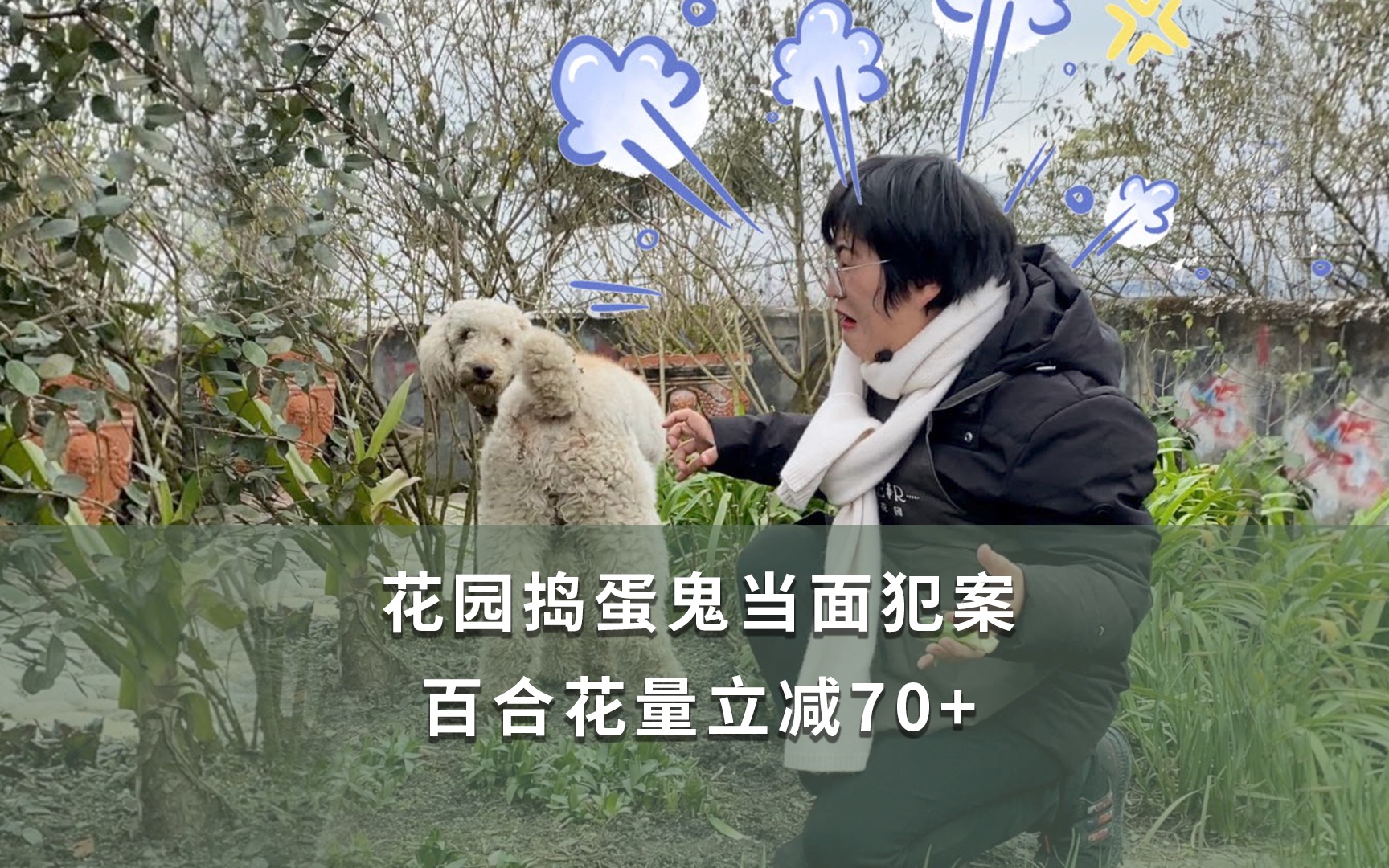 [图]【海妈植物推荐】花园捣蛋鬼当面犯案 百合花量立减70+