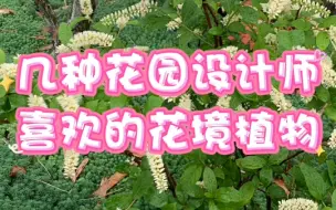 Download Video: 好看的植物千千万，今天给大家分享几种据说花园设计师都喜欢的植物，一起来看看有什么吧！