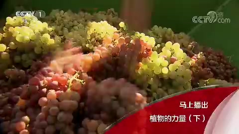 [图]中国网络电视台-《人与自然》 20200102 植物的力量（下）