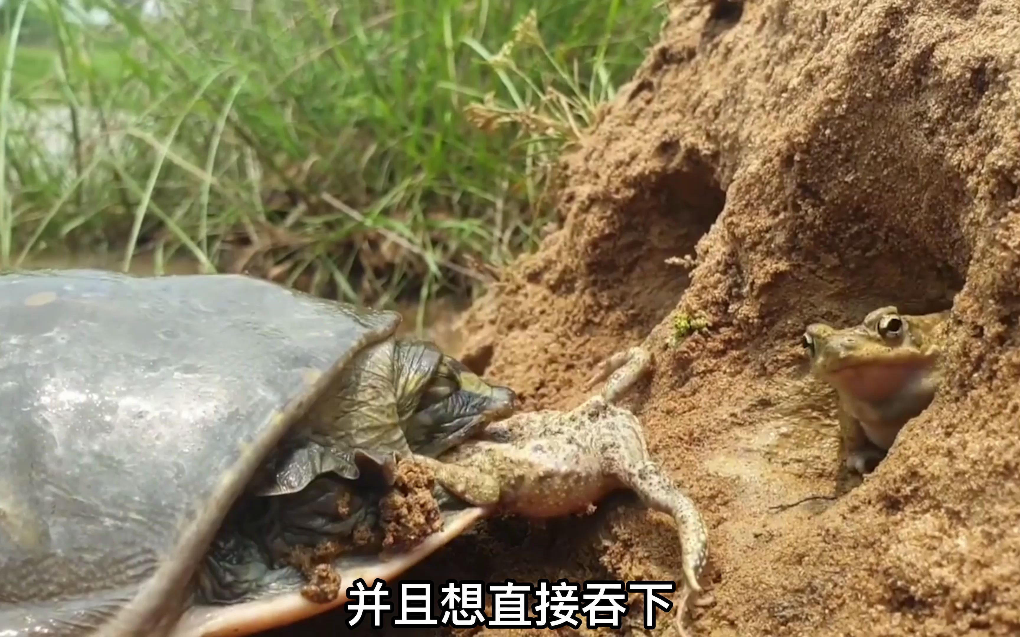 [图]甲鱼觅食发现蟾蜍洞，堵住洞口还不过瘾，竟把头伸进洞中吃饱喝足