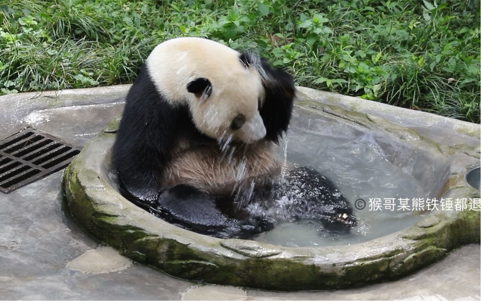【大熊猫丁丁】210614重动,自己洗脸洗头的丁丁猫!