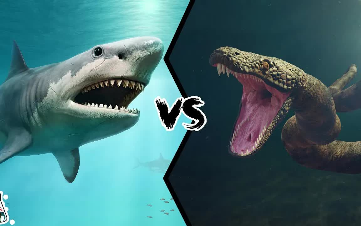 蟒蛇vs鲨鱼图片