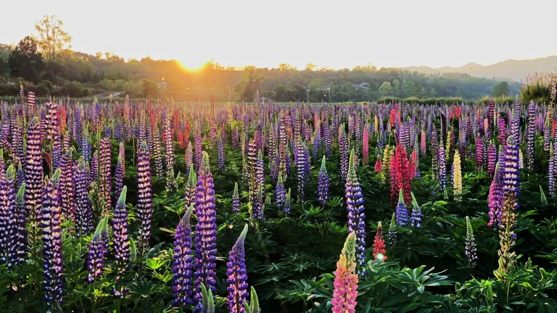 [图]龙川江畔 鲁冰花开