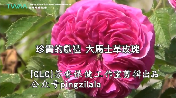 [图]{CLC}芳香保健“玫瑰-精油的皇后”