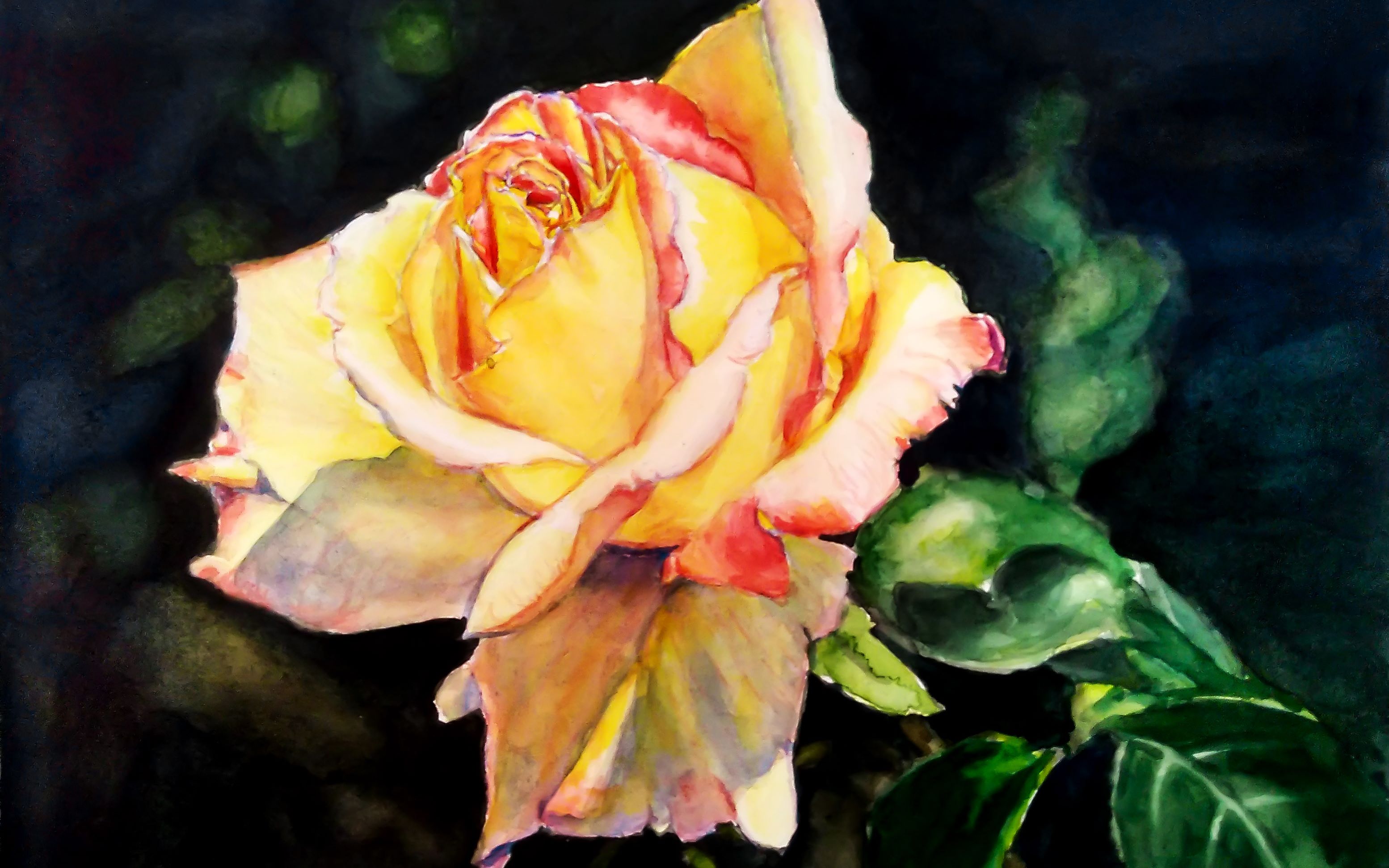 【绘画过程】月季花开之四