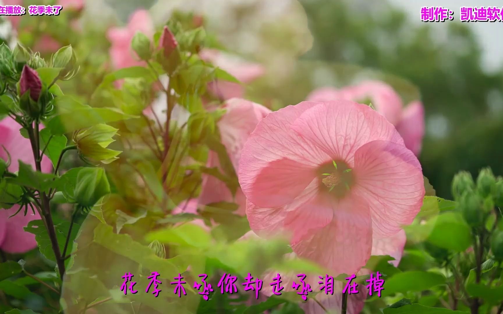 [图]《花季未了》欣赏，生日视频mv短片怎么制作