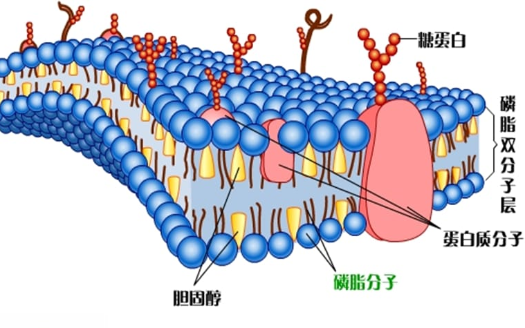 细胞膜卡通图片