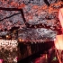 日本夜樱圣地，体验日本限定樱花可口可乐 味道竟然是？