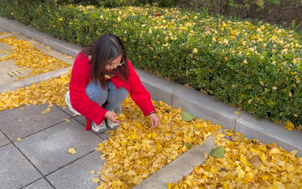 小可爱捡银杏叶