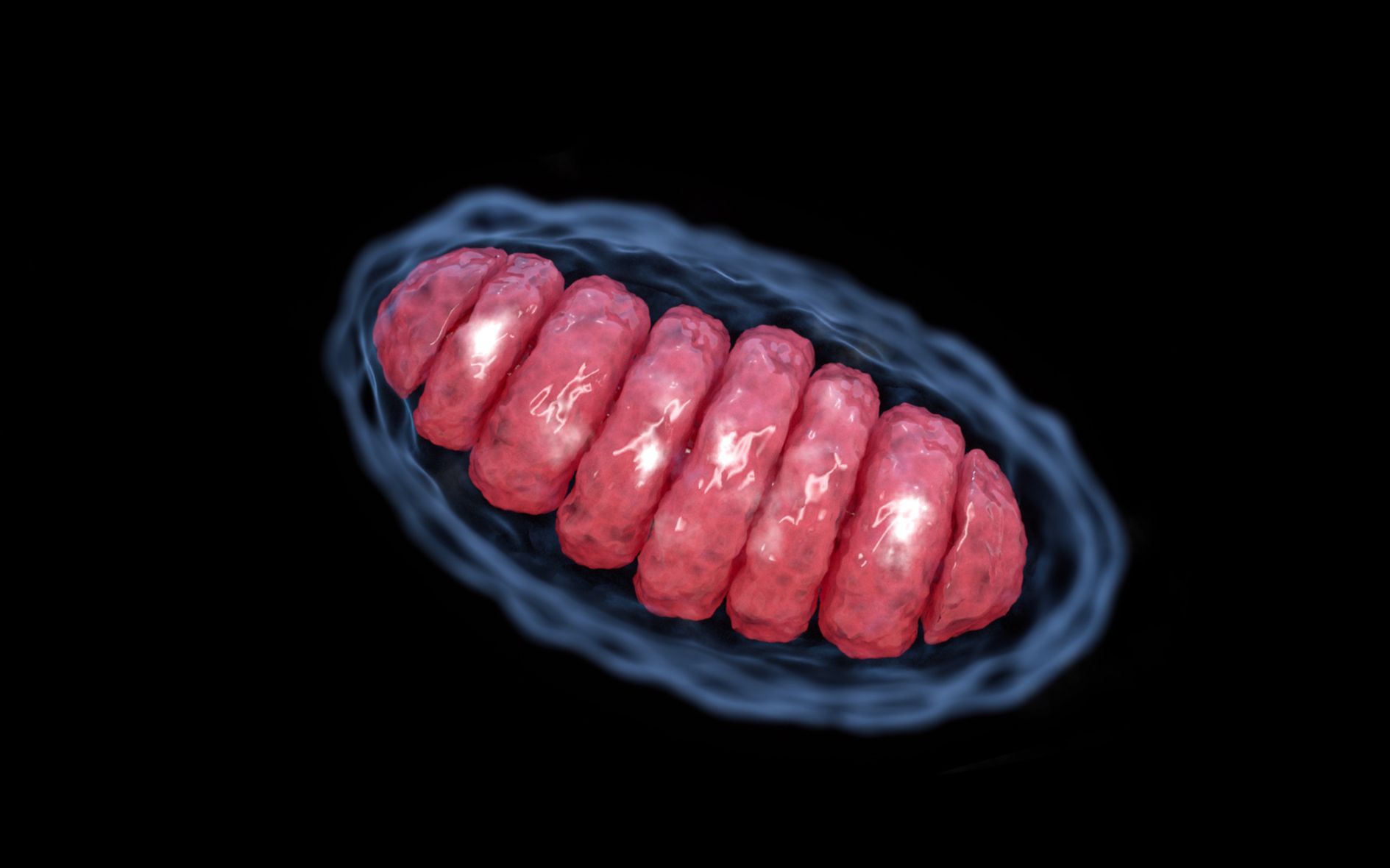 【C4D科研绘图】做一个Science风格的线粒体哔哩哔哩bilibili