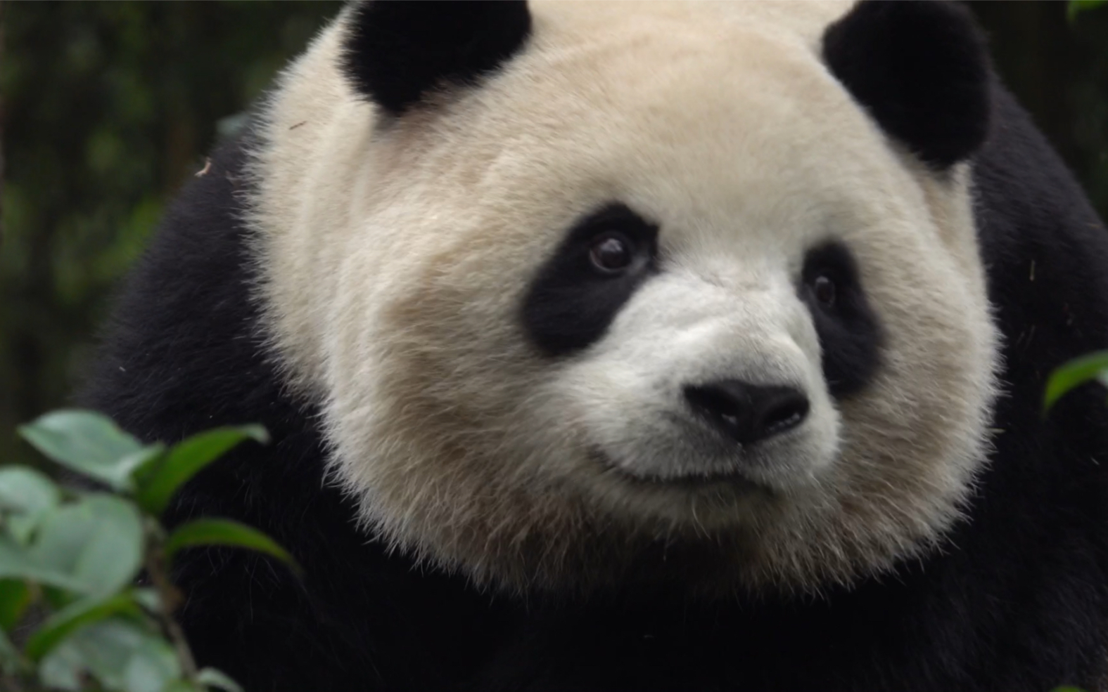 【大熊猫梅兰】【梅兰肉肉】对着黑妈撒娇的肉宝宝_哔哩哔哩_bilibili