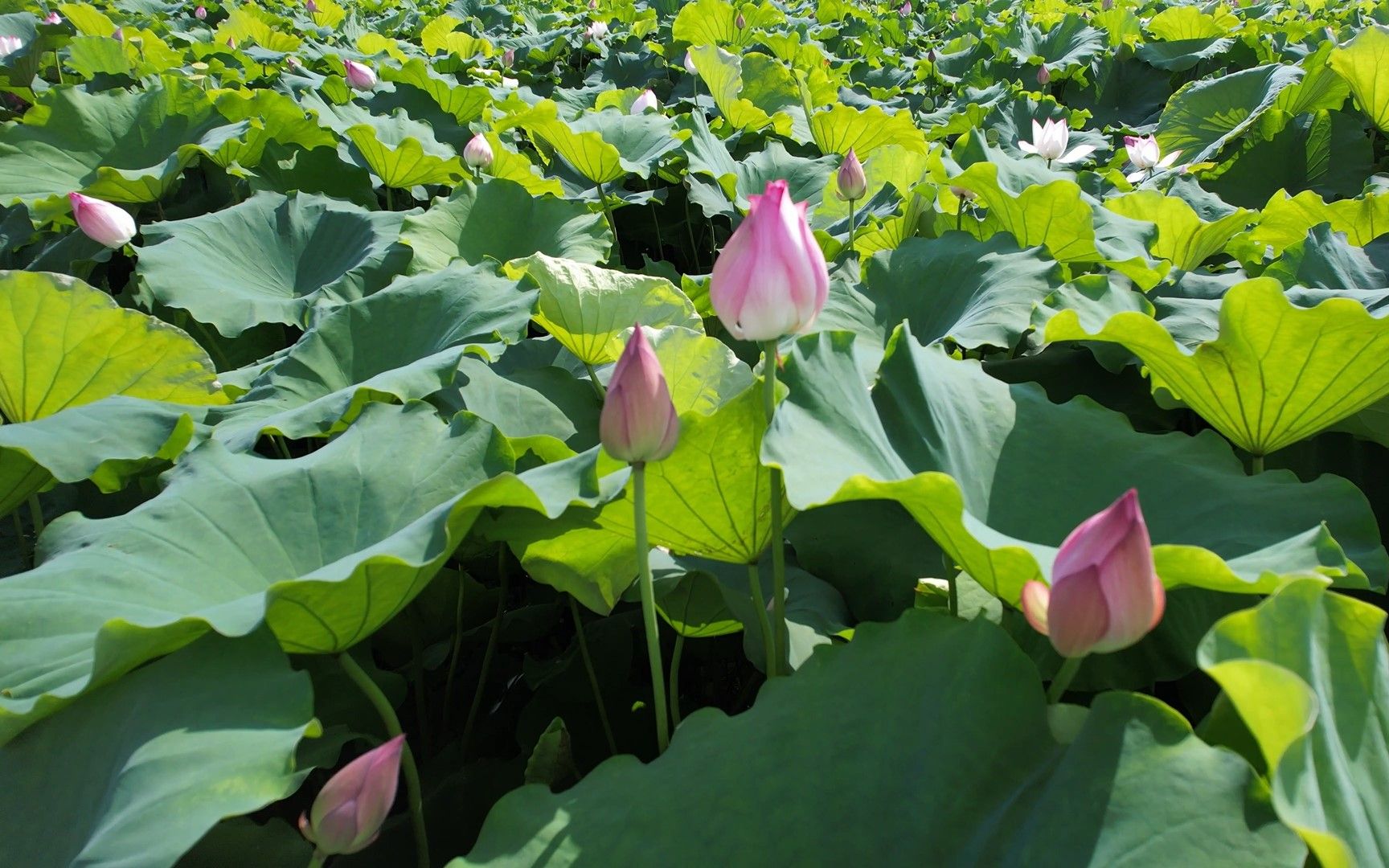 中山沙溪厚山荷花池航拍