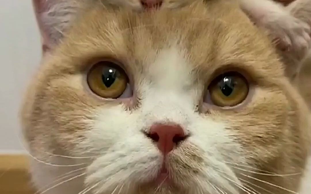 阿巴#猫咪的迷惑行为#鲜活力营养好吸收#顽皮wanpy