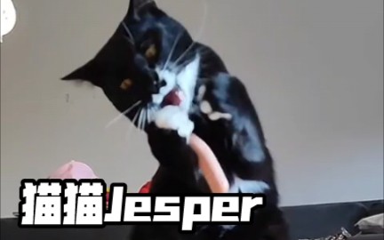 小奶牛猫Jesper不会让你失望!哔哩哔哩bilibili