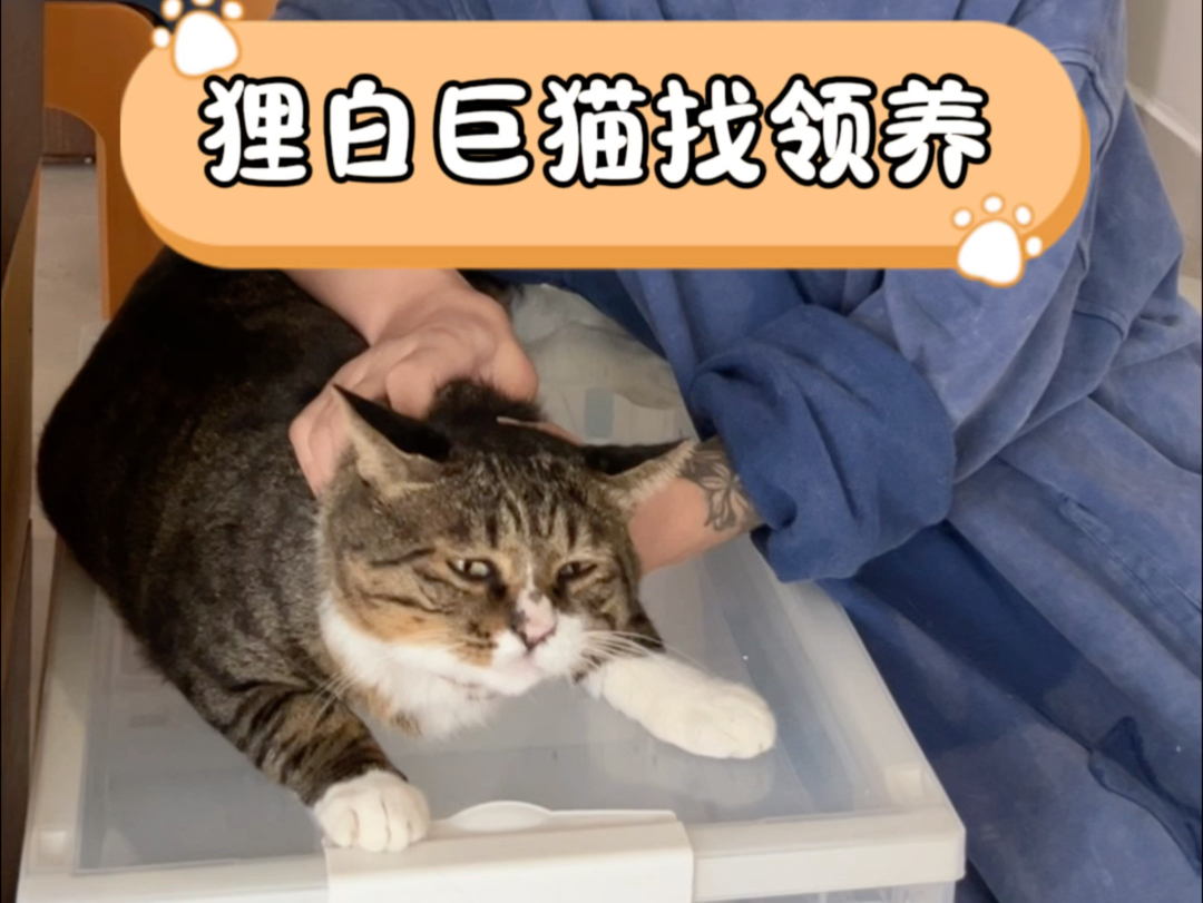 狸白巨猫找领养~哔哩哔哩bilibili