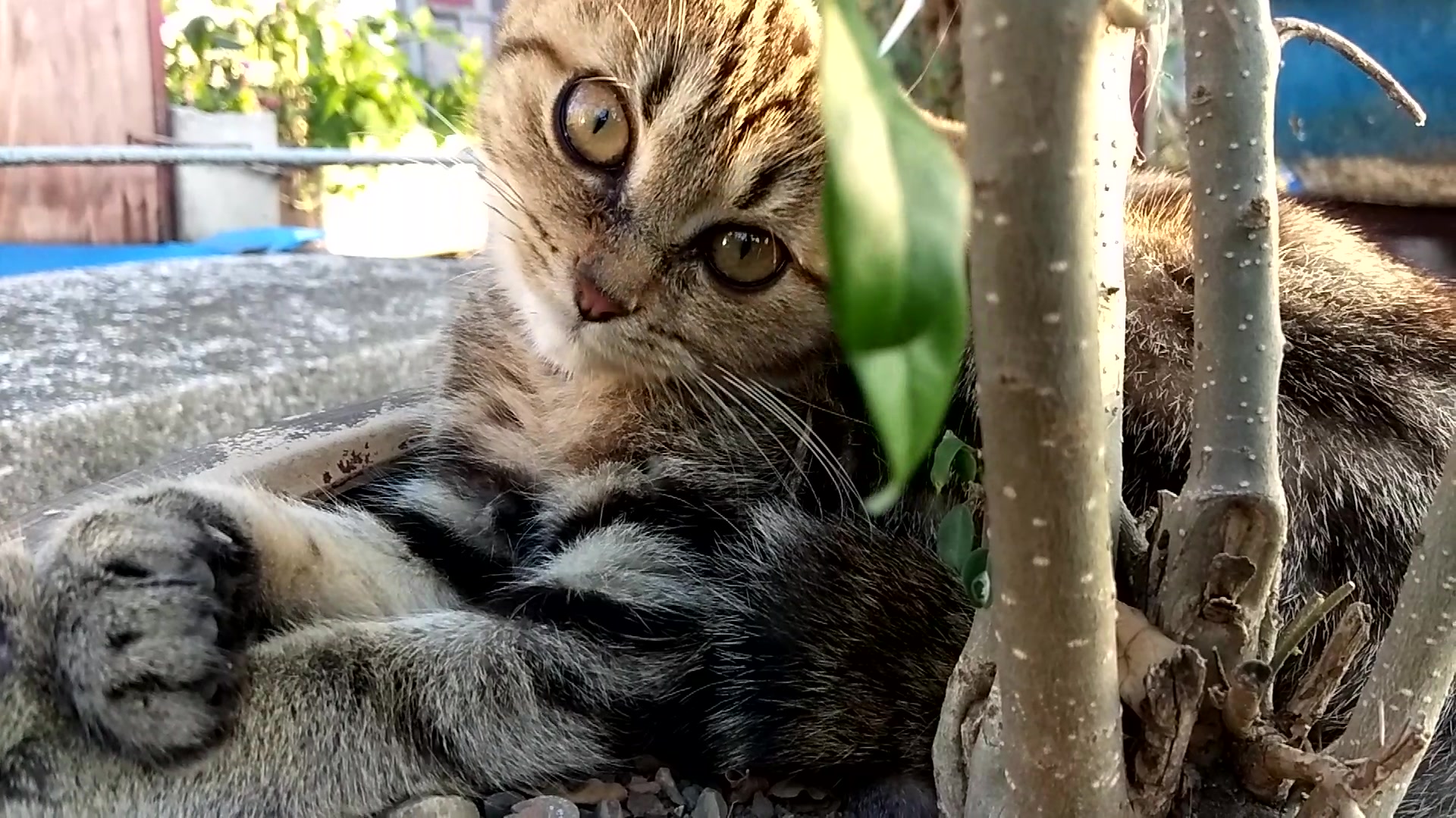 【狸花猫】你们全家都是懒猫,绝不诽谤!