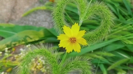 狗尾巴草做心型手工教程