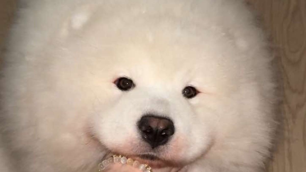 哇塞 非常软乎的一个大馒头